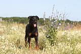 BEAUCERON 283